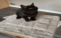 British Shorthair cats for sale: Black British Shorthair male  - Image 5