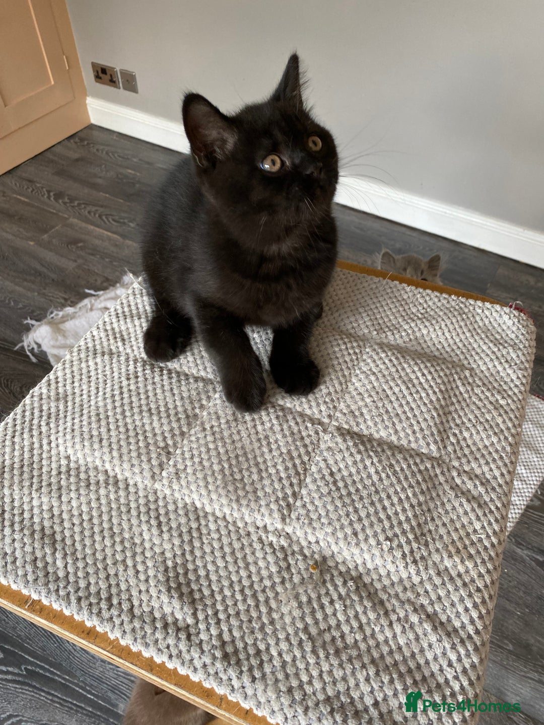 British Shorthair cats for sale: Black British Shorthair male  - Image 5