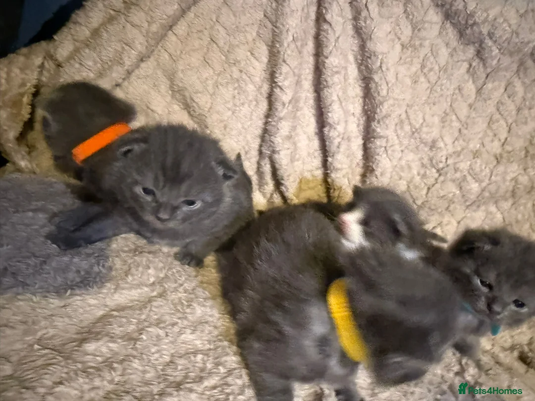 British Shorthair cats for sale: Beautiful British shorthair kittens  - Advert 4