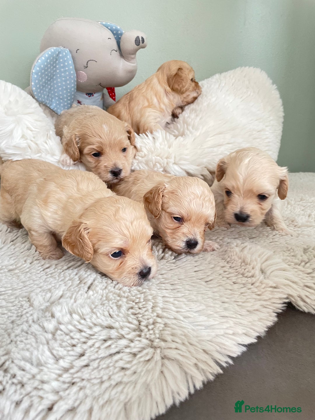 Maltipoo dogs for sale: F1 malticavapoos  - Image 5
