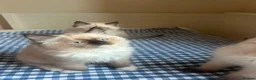 Ragdoll cats for sale: GCCF Adorable ragdoll kittens ready to gohome now - Advert 28