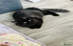 Persian cats for sale: Cuddly lap Cat this one’s for you - Image 1
