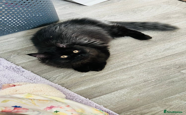 Persian cats - Advert 2