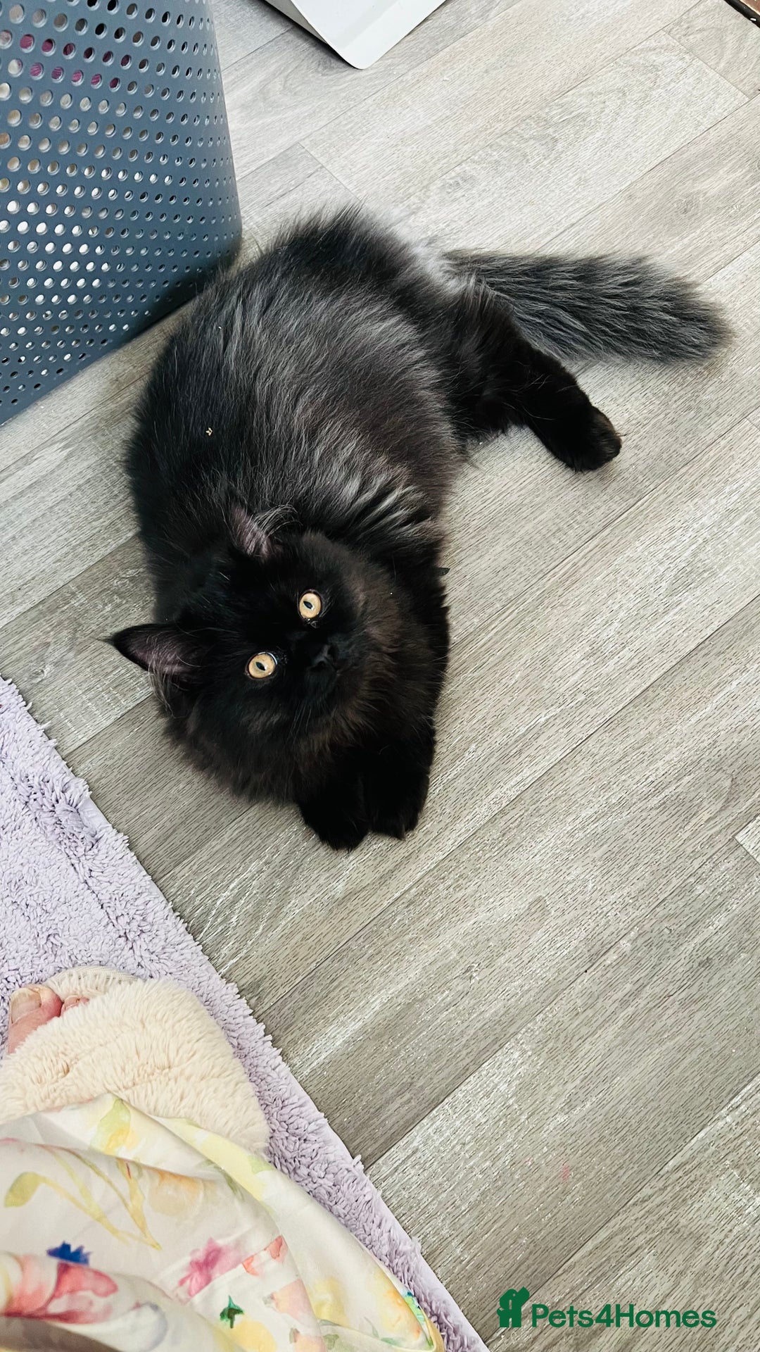 Persian cats for sale: Cuddly lap Cat this one’s for you - Image 1