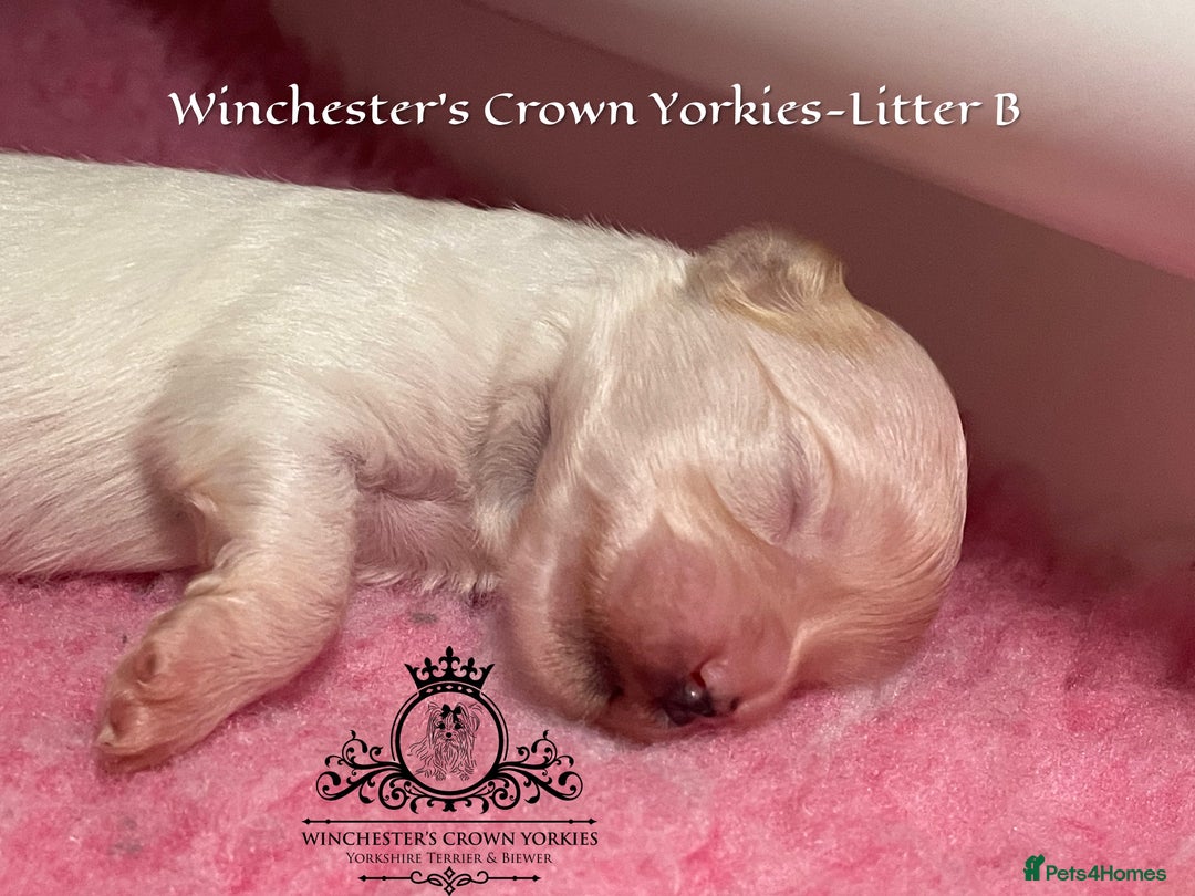 Yorkshire Terrier dogs for sale: ❤️ Champion heritage KC reg.PEDIGREE puppies! 🐶❤️ - Image 30