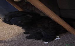Yorkiepoo dogs for sale: Beautiful yorkipoo puppies - Image 32
