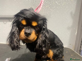 Cavalier King Charles Spaniel dogs in Barnsley - Advert 14