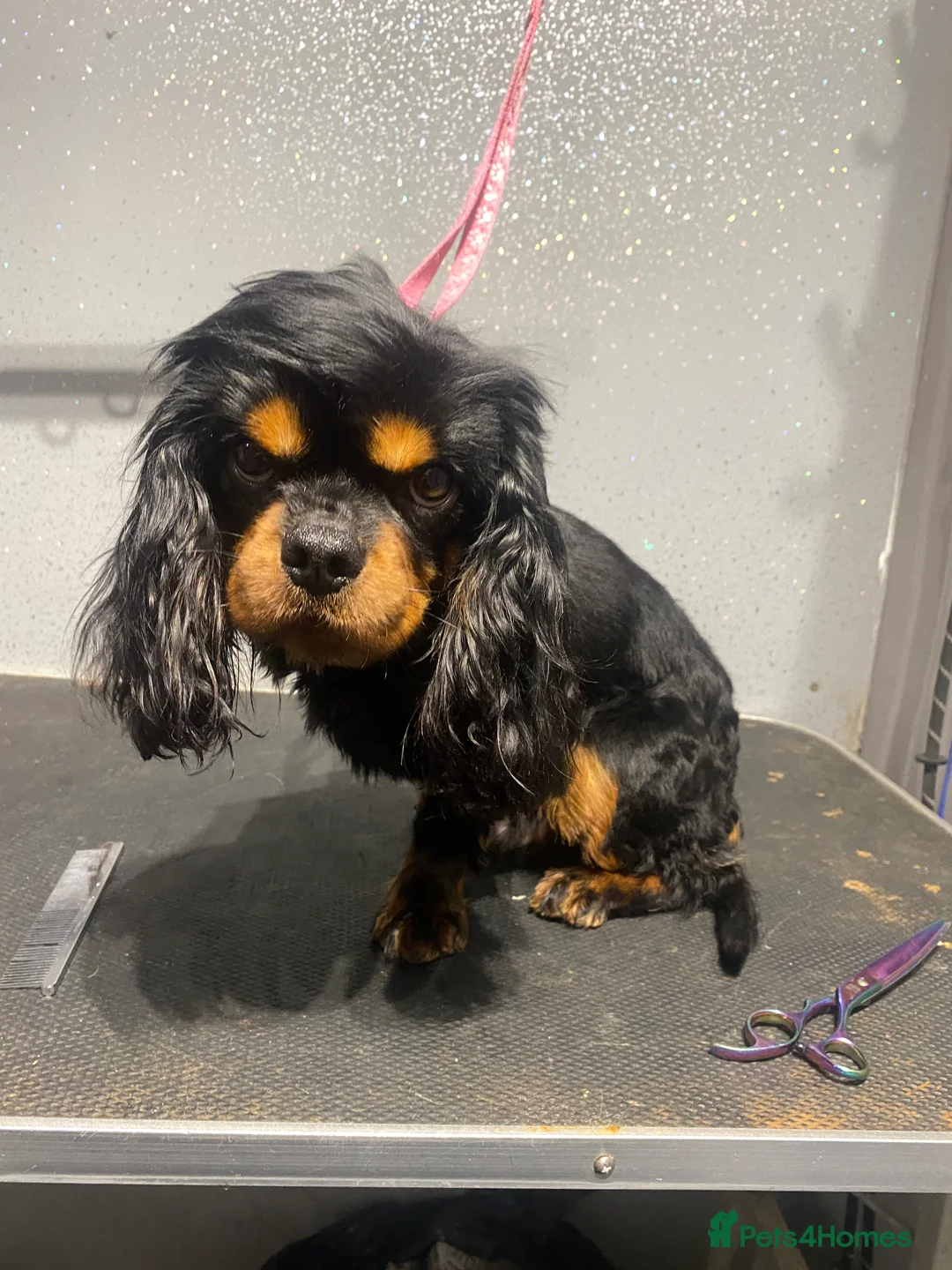 Cavalier King Charles Spaniel dogs for stud: Kc Black and Tan small proven cavalier stud  in Barnsley - Advert 2