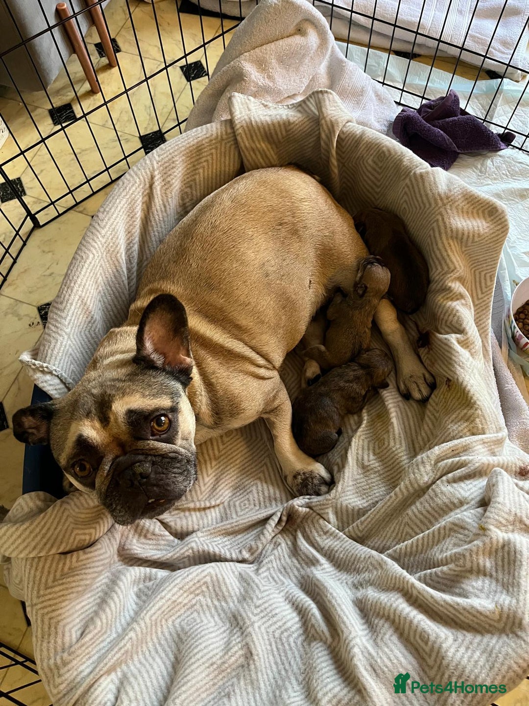 Mixed Breed dogs for sale: Frenchie x staff  - Image 8