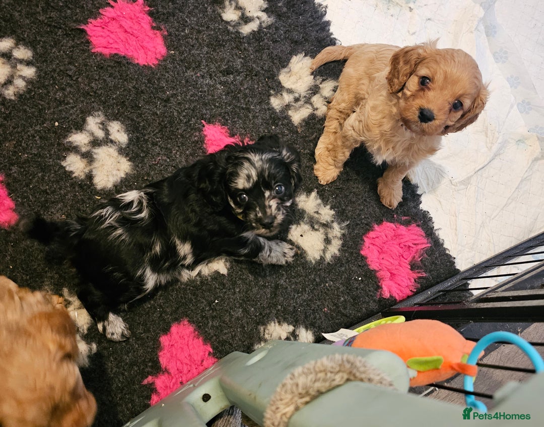 Cavapoo dogs for sale: 🐾 Gorgeous Health Tested F1 Cavapoo Puppies 🐶🐾 - Image 18