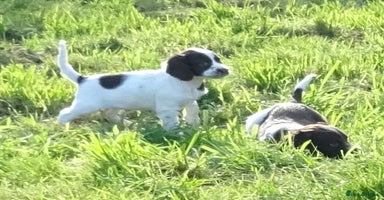 English Springer Spaniel dogs - Advert 2