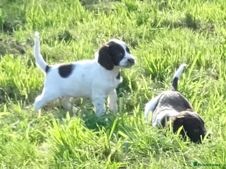 English Springer Spaniel dogs - Advert 4