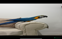 Macaws birds for sale: Beautiful blue and gold macaw Age 2  - Image 6