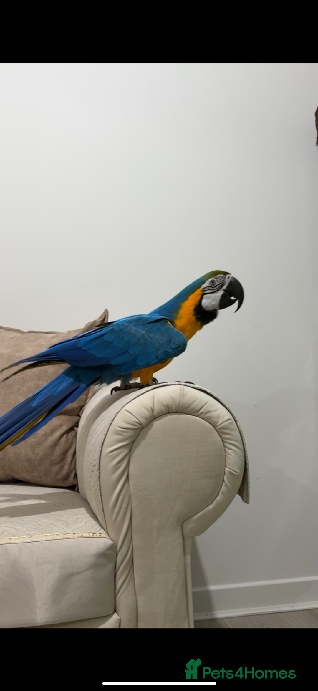 Macaws birds for sale: Beautiful blue and gold macaw Age 2  - Image 6