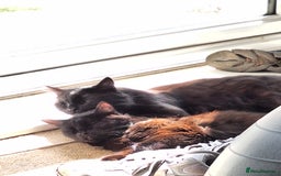 Mixed Breed cats for sale: One male and one female cat - Image 2
