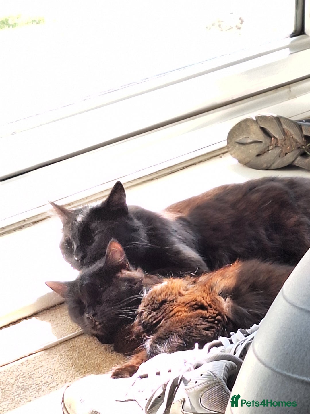 Mixed Breed cats for sale: One male and one female cat - Image 2