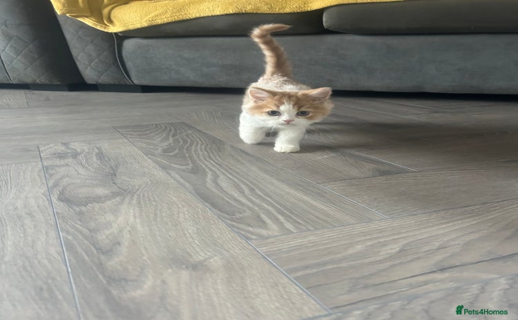Persian cats - Advert 14