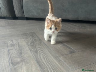 Persian cats - Advert 1