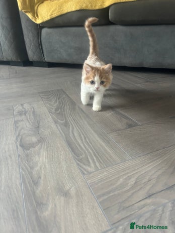 Persian cats - Advert 14