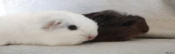 Guinea Pig rodents for sale: Baby cornet and friend ready now  - Advert 4