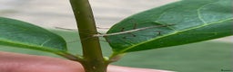 Stick Insects invertebrates for sale: 🎄AVAILABLE🎄Nymph & Juvenile Indian Stick Insects - Advert 4