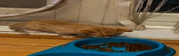 Mixed Breed cats for sale: Very loving Kittens  - Advert 10