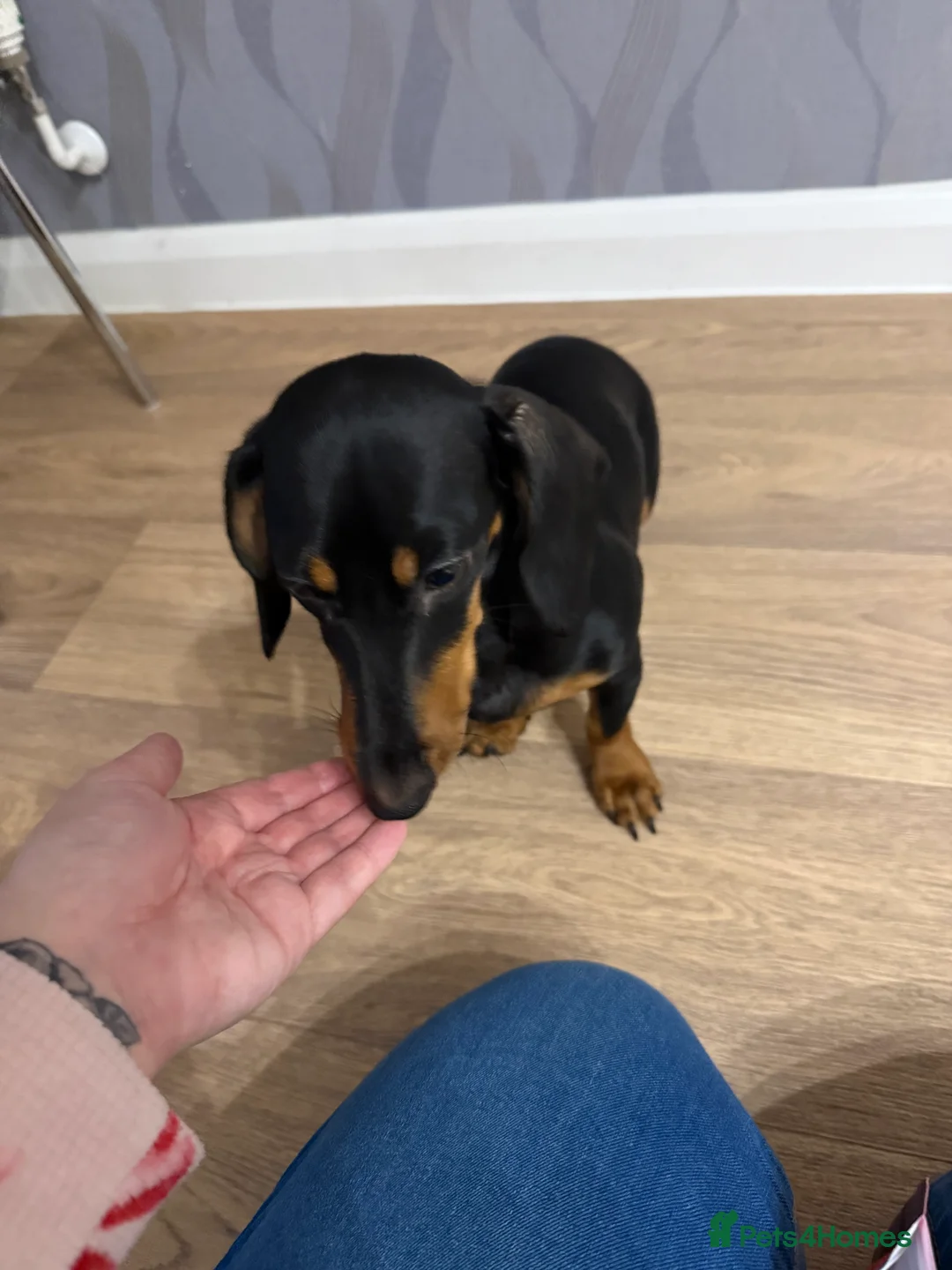 Miniature Dachshund dogs for sale: Beautiful 7 month old female miniature dachshund  - Advert 1
