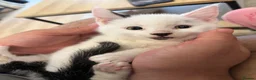 Mixed Breed cats for sale: 2 male kittens  - Advert 3