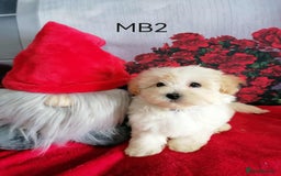 Maltipoo dogs for sale: Miniture Maltipoos  - Image 6