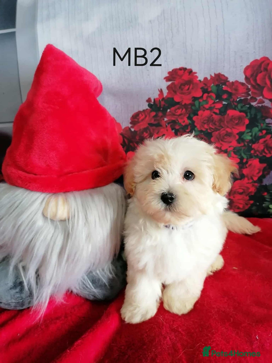 Maltipoo dogs for sale: Miniture Maltipoos  - Image 6