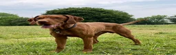 Hungarian Vizsla dogs for sale: Wirehaired Vizsla Pups (available from 3rd May) - Advert 7