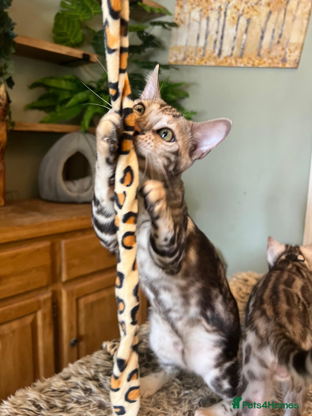 Bengal cats for sale: Beautiful Bengal Kittens Ready for Forever Homes - Image 29