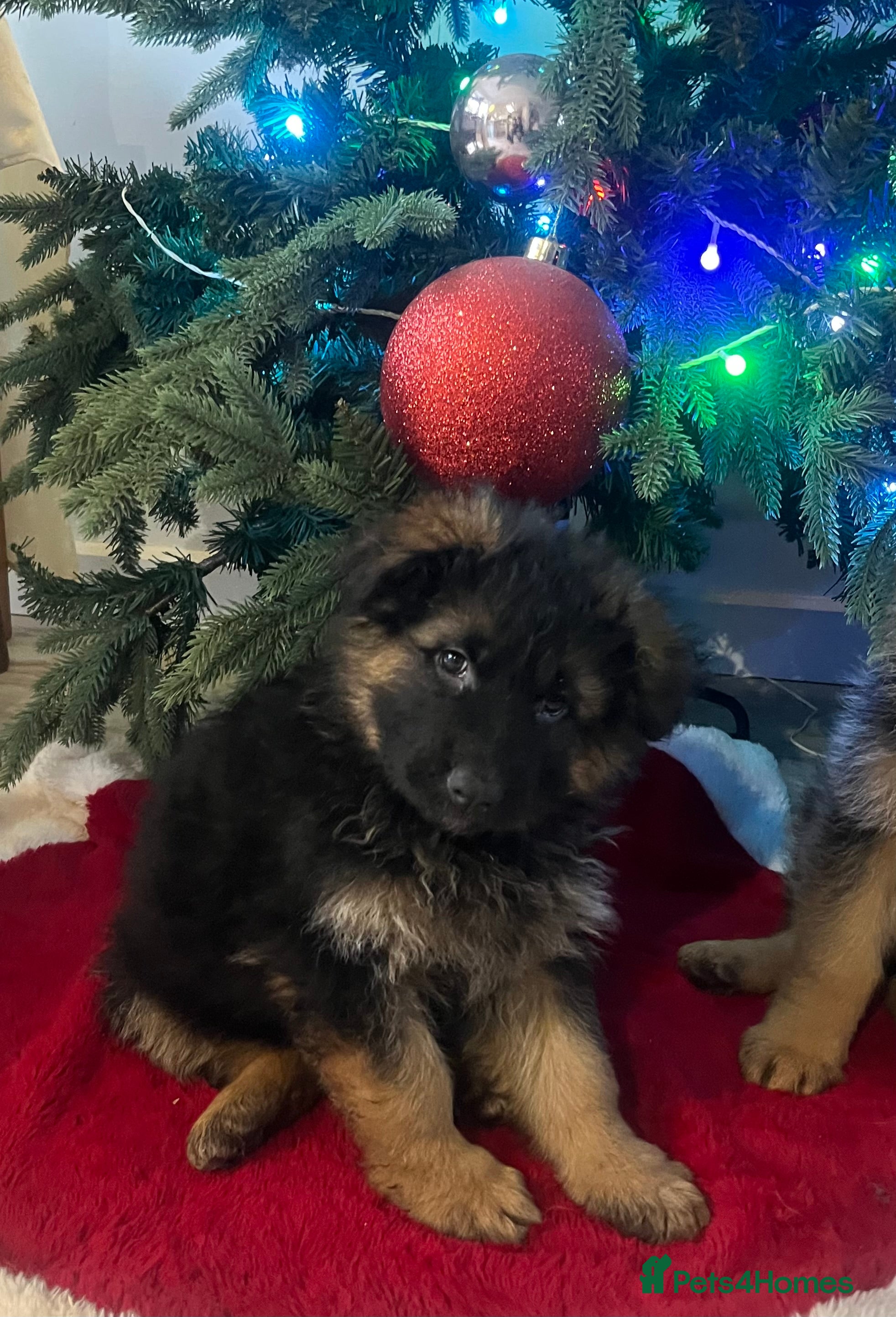German Shepherd dogs Outstanding long haired Gsd pups  for sale  - Advert 16