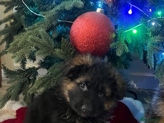 German Shepherd dogs Outstanding long haired Gsd pups for sale - Advert 16