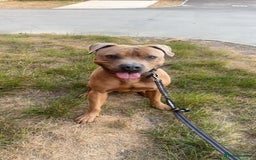 Mixed Breed dogs for sale: Mastiff x staff male  - Image 4