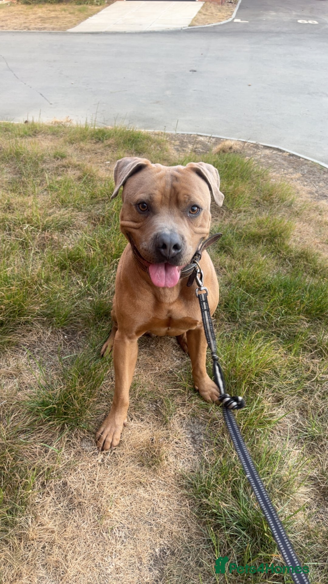 Mixed Breed dogs for sale: Mastiff x staff male  - Image 4