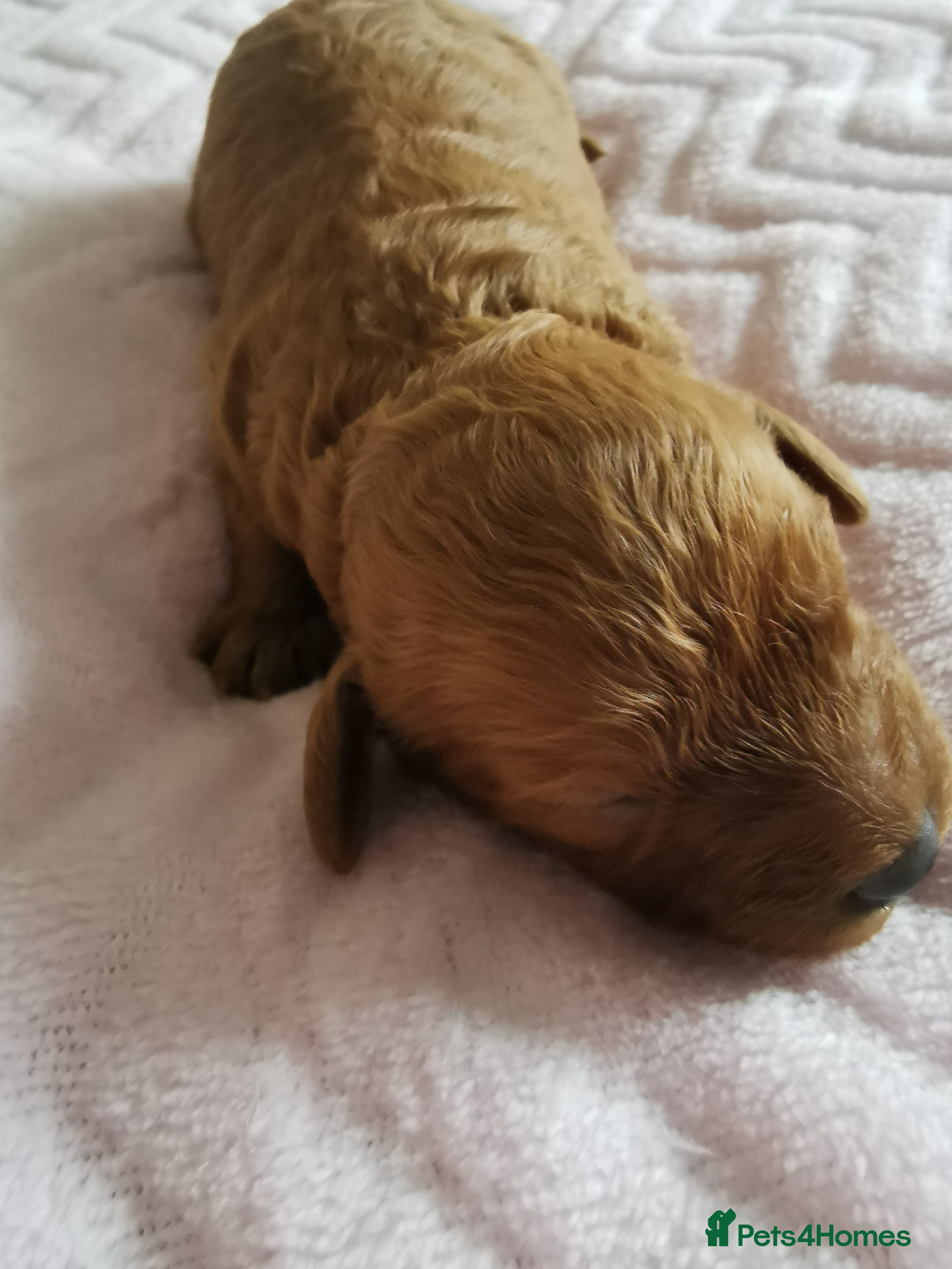 Cavapoo dogs EXTENSIVELY HEALTH TESTED F1B CAVAPOO PUPPIES  - Advert 1