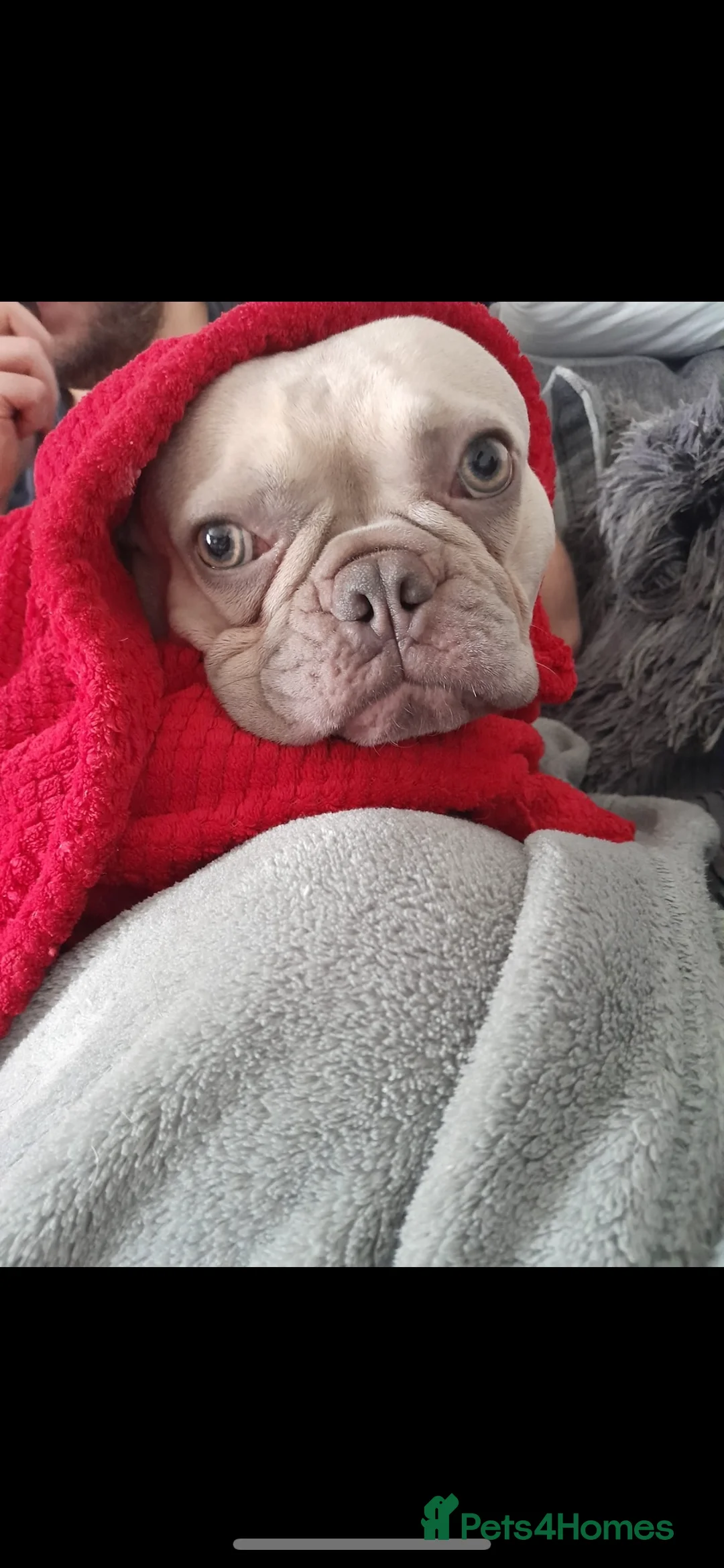 French Bulldog dogs for sale: French Bulldog Adoption - Advert 9