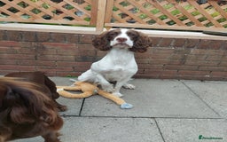English Springer Spaniel dogs for sale: 11 month old springer spaniel BITCH - Image 5