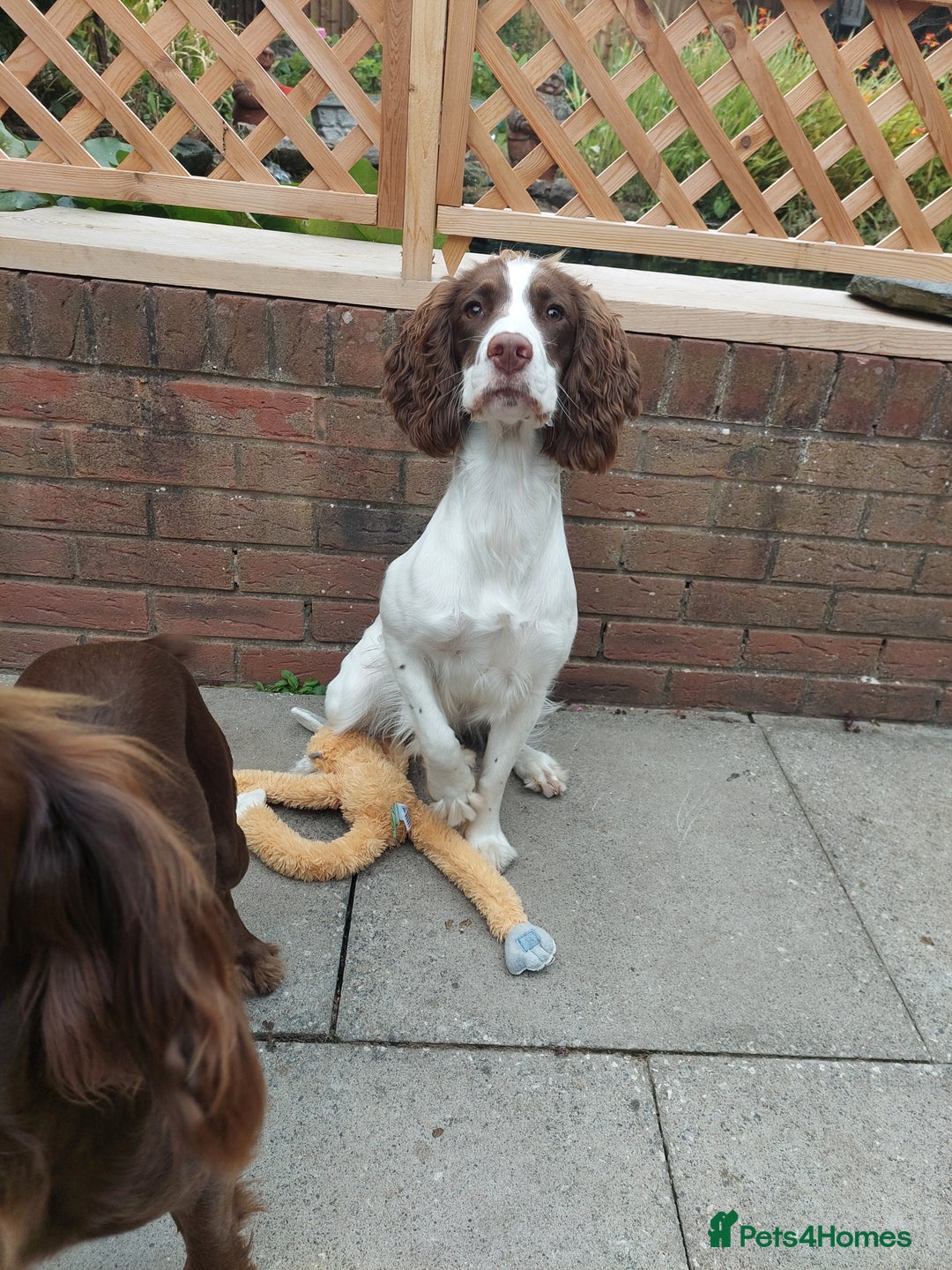 English Springer Spaniel dogs for sale: 11 month old springer spaniel BITCH - Image 5