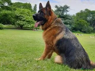 German Shepherd dogs Quality Litter GSD Puppy’s @ Icepack - Advert 6