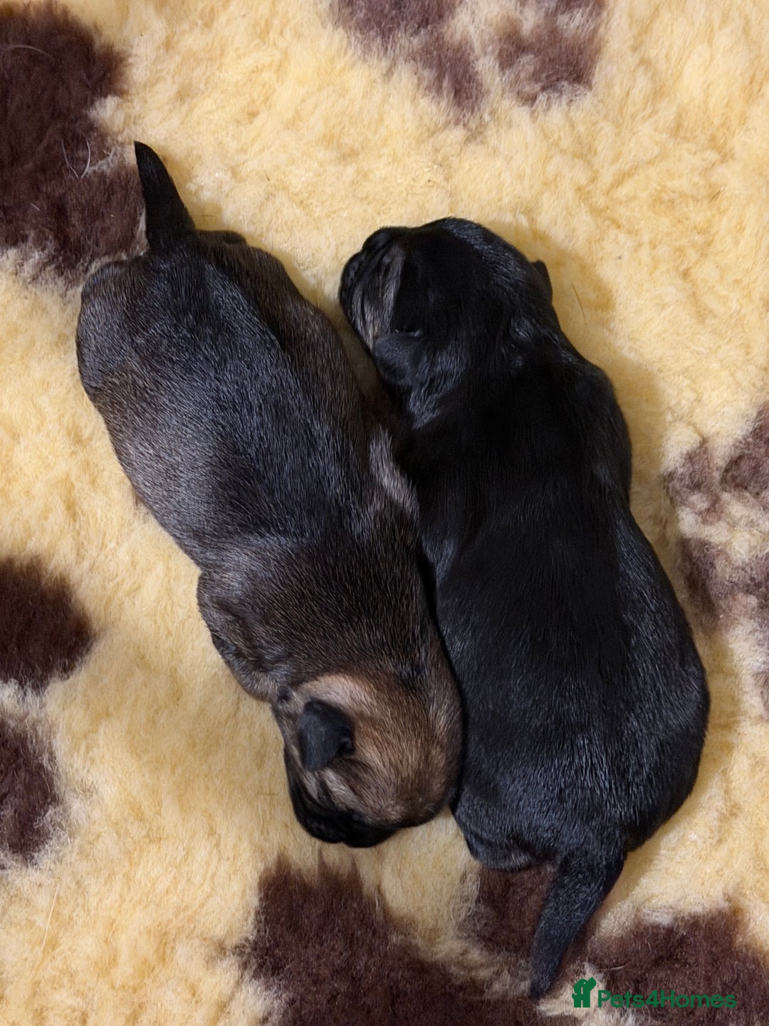 Border Terrier dogs for sale: Kc registered outstanding Border Terrier Pups  - Advert 8