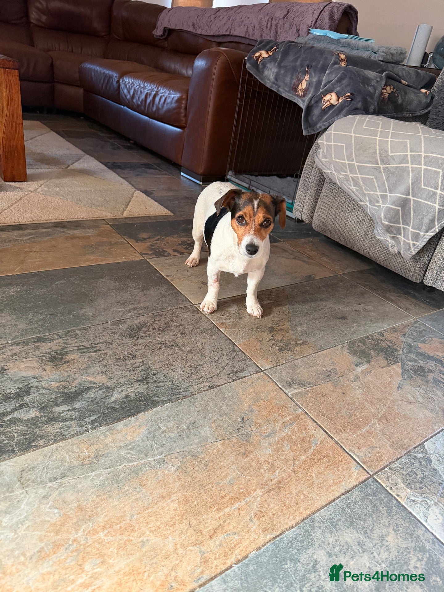 Mixed Breed dogs Jack Russell cross Clumber Spaniel  - Advert 1