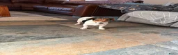 Mixed Breed dogs for sale: Jack Russell cross Clumber Spaniel  in Yelverton - Advert 1