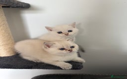 British Shorthair cats for sale: Beautiful GCCF kittens from champion lines  - Image 9