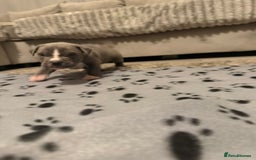 Staffordshire Bull Terrier dogs for sale: Beautiful Staffordshire bull terrier puppies  - Image 12