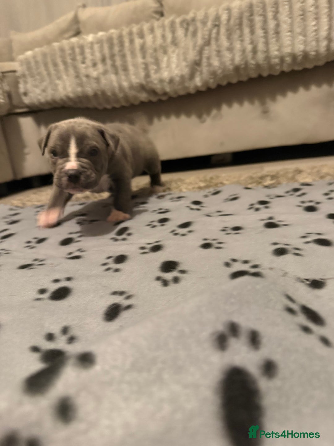 Staffordshire Bull Terrier dogs for sale: Beautiful Staffordshire bull terrier puppies  - Image 12