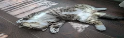 Exotic cats for sale: Beautiful exotic kittens - last beautiful boy  - Advert 8