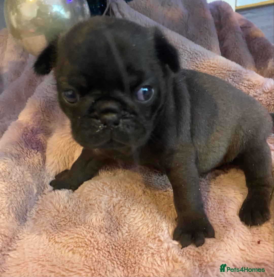Pug dogs for sale: 💓 PUG BABIES 💓  - Advert 8