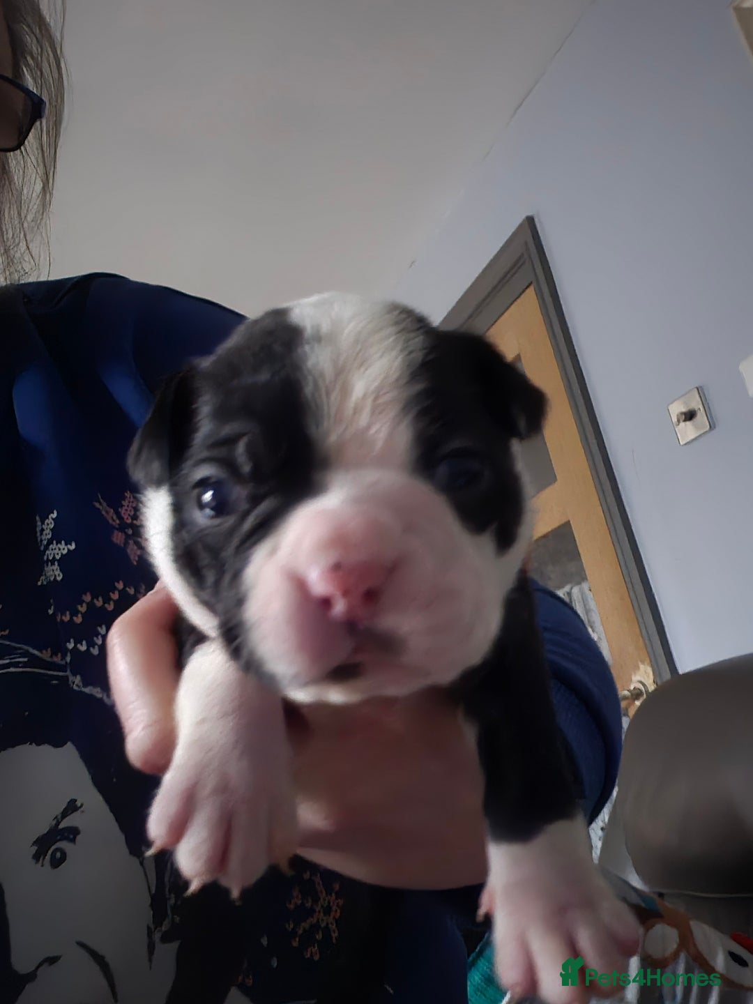 Boston Terrier dogs for sale: Gorgeous chunky Boston terrier pups - Advert 9
